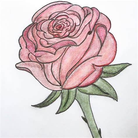 rose dessin facile.